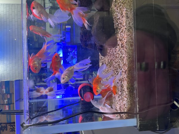 Aquarium Cafe - Photos