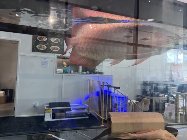 Aquarium Cafe - Photos