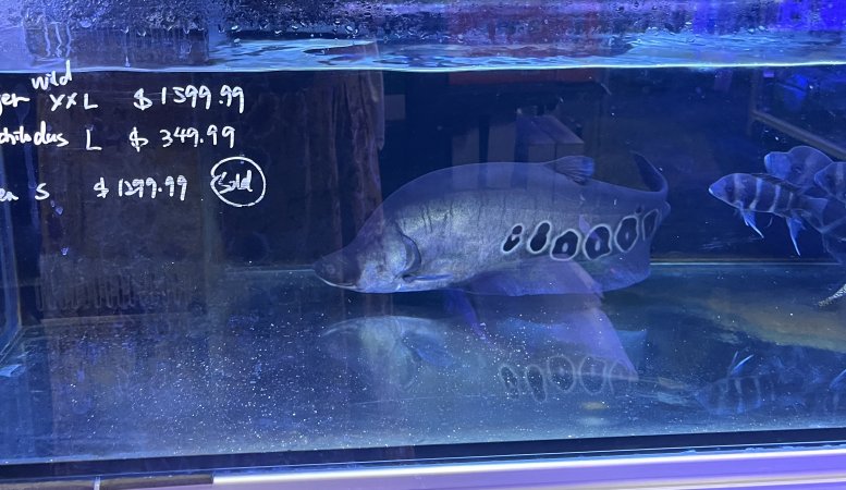 Aquarium Cafe - Photos