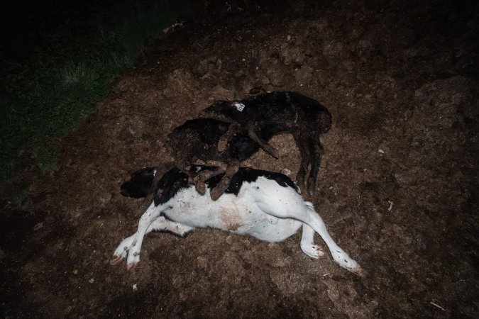 Cows, calves and bones on dead pile at dairy farm