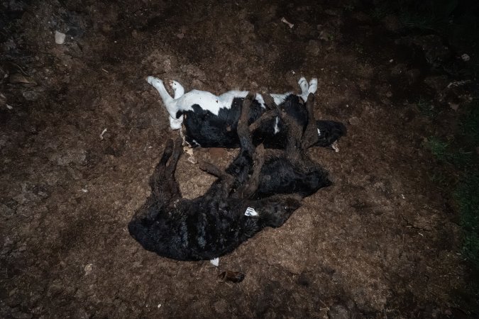 Cows, calves and bones on dead pile at dairy farm