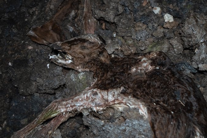 Cows, calves and bones on dead pile at dairy farm