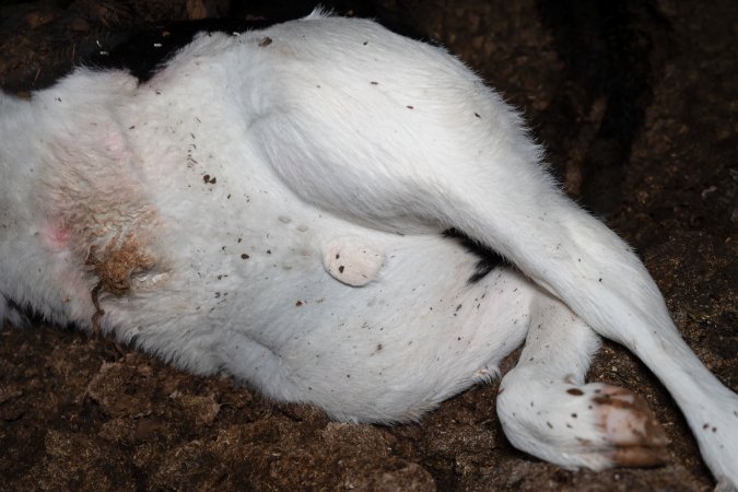 Cows, calves and bones on dead pile at dairy farm