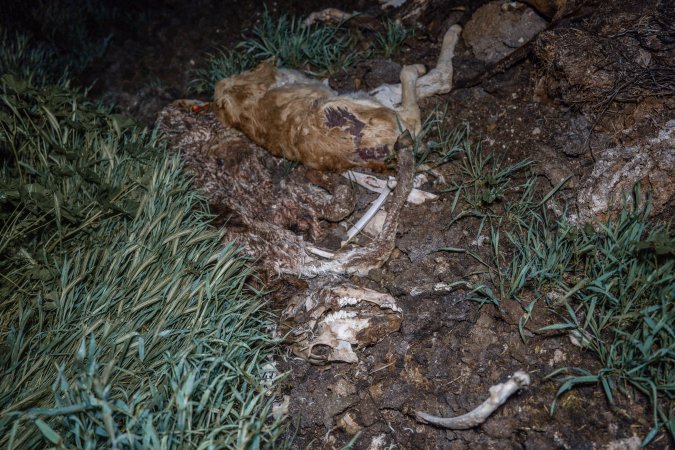 Cows, calves and bones on dead pile at dairy farm
