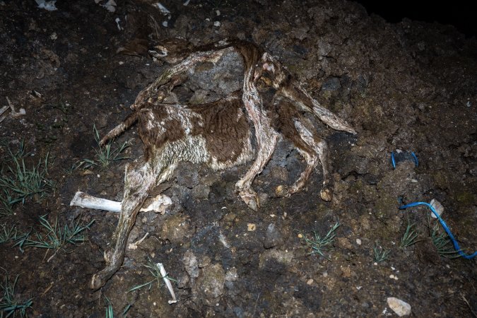 Cows, calves and bones on dead pile at dairy farm