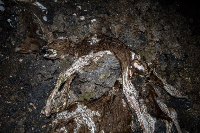 Cows, calves and bones on dead pile at dairy farm