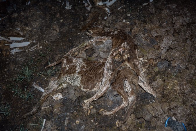 Cows, calves and bones on dead pile at dairy farm