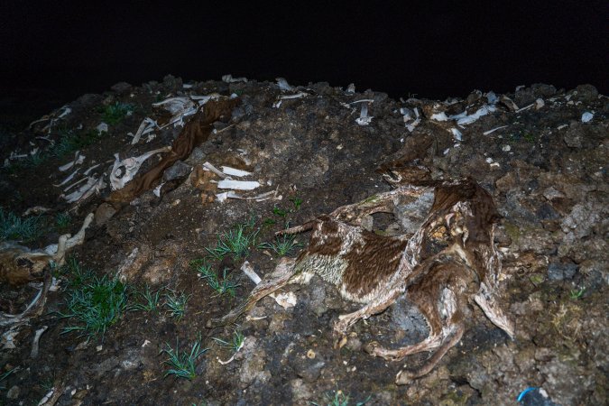 Cows, calves and bones on dead pile at dairy farm