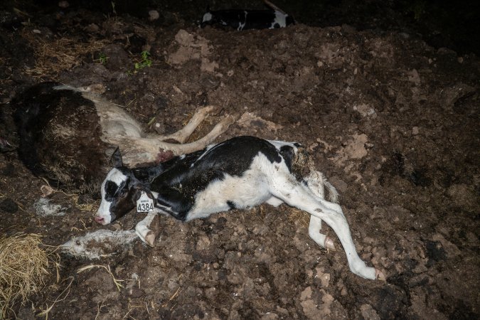 Cows, calves and bones on dead pile at dairy farm