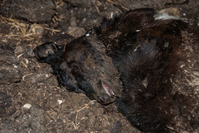 Cows, calves and bones on dead pile at dairy farm
