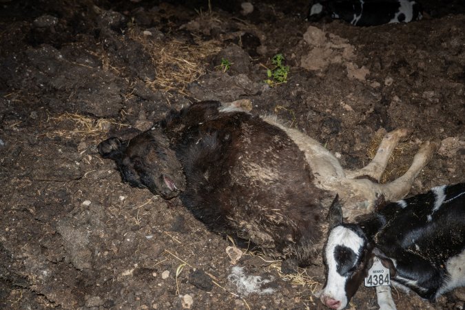 Cows, calves and bones on dead pile at dairy farm