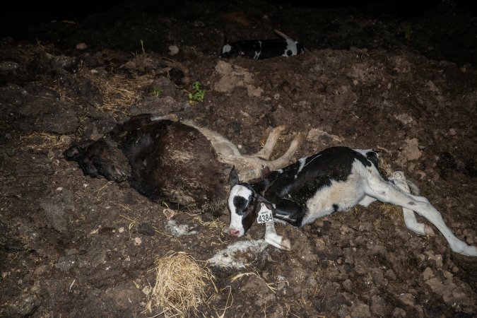 Cows, calves and bones on dead pile at dairy farm