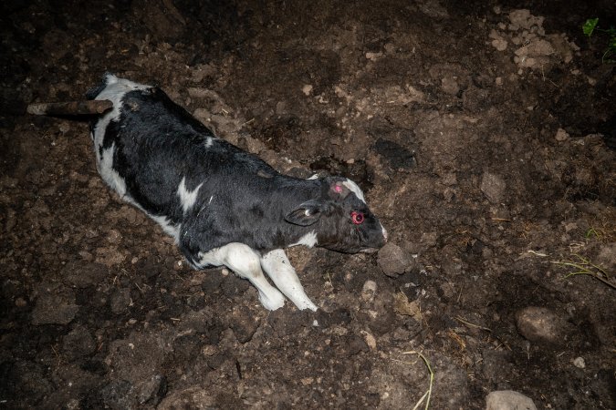 Cows, calves and bones on dead pile at dairy farm