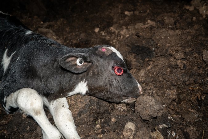 Cows, calves and bones on dead pile at dairy farm