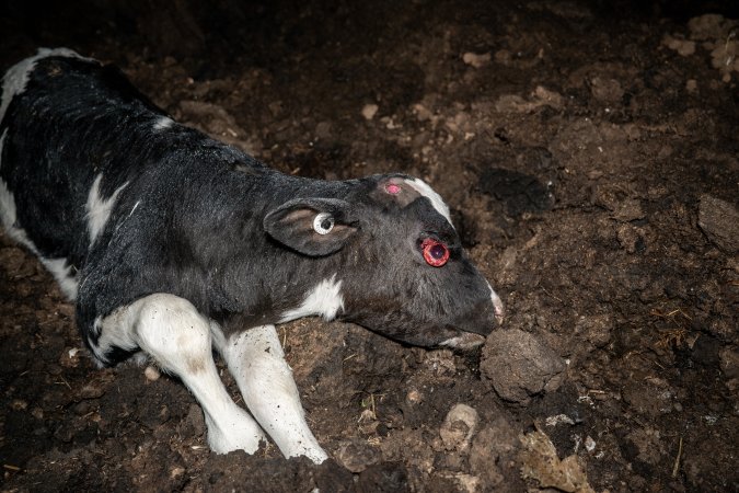 Cows, calves and bones on dead pile at dairy farm