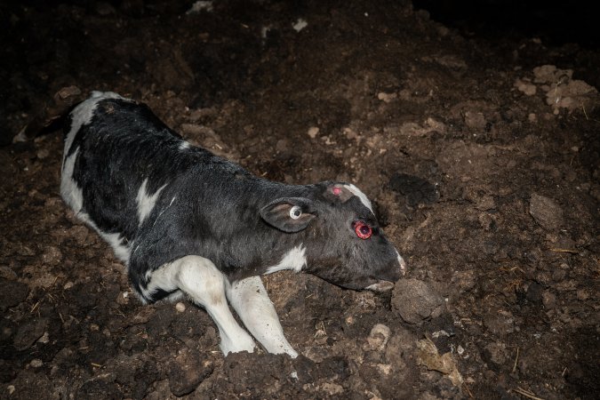 Cows, calves and bones on dead pile at dairy farm