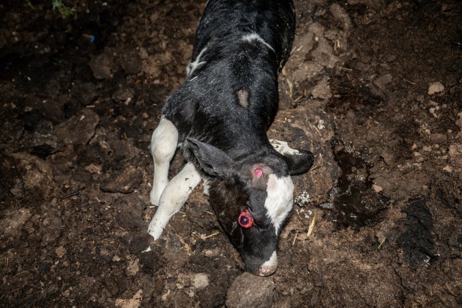 Cows, calves and bones on dead pile at dairy farm
