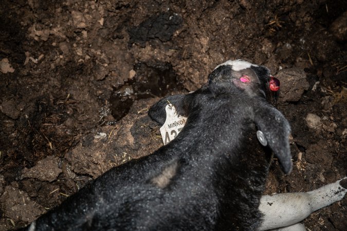 Cows, calves and bones on dead pile at dairy farm