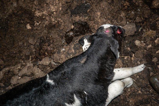 Cows, calves and bones on dead pile at dairy farm