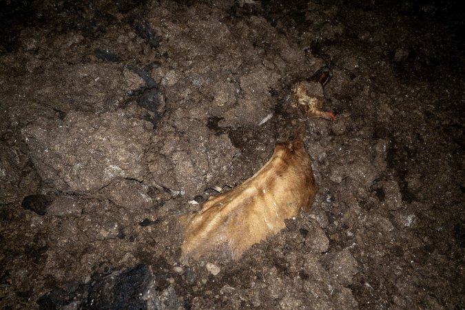 Cows, calves and bones on dead pile at dairy farm