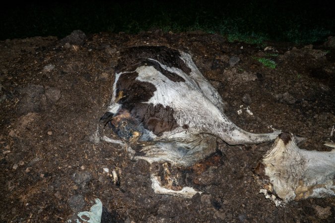 Cows, calves and bones on dead pile at dairy farm
