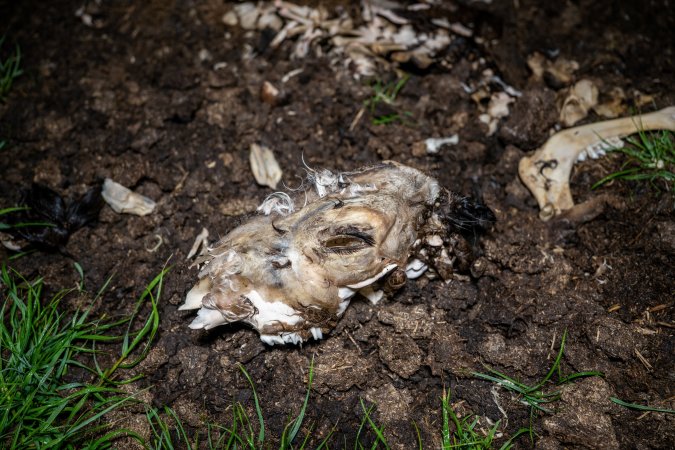 Cows, calves and bones on dead pile at dairy farm