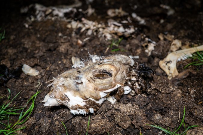 Cows, calves and bones on dead pile at dairy farm