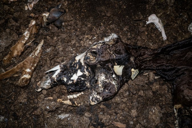 Cows, calves and bones on dead pile at dairy farm