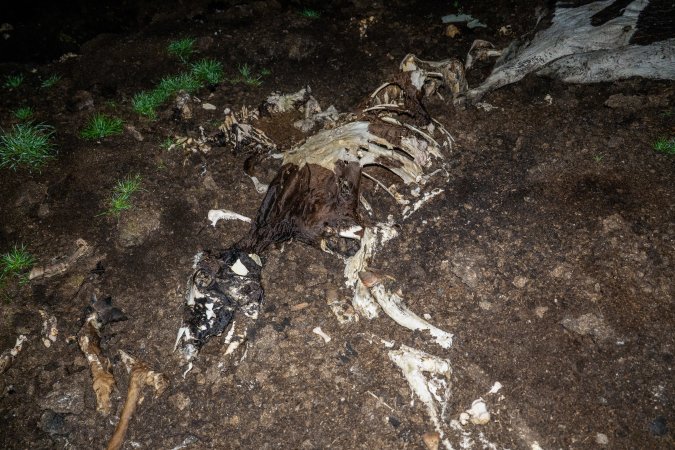 Cows, calves and bones on dead pile at dairy farm