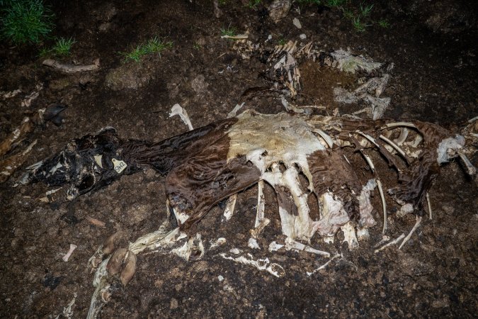 Cows, calves and bones on dead pile at dairy farm