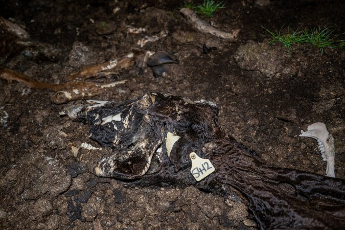Cows, calves and bones on dead pile at dairy farm