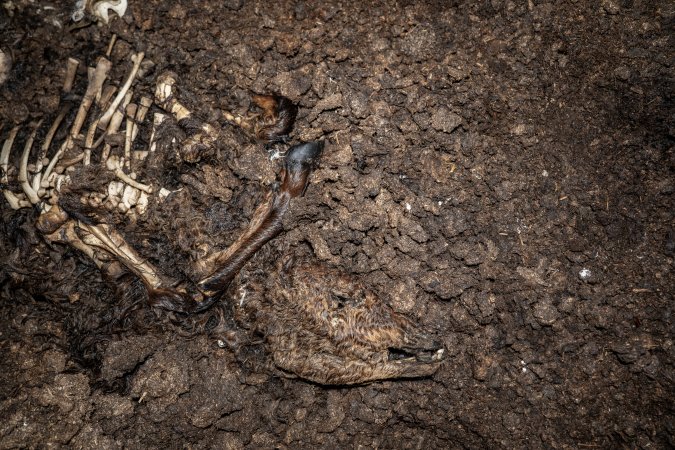 Cows, calves and bones on dead pile at dairy farm