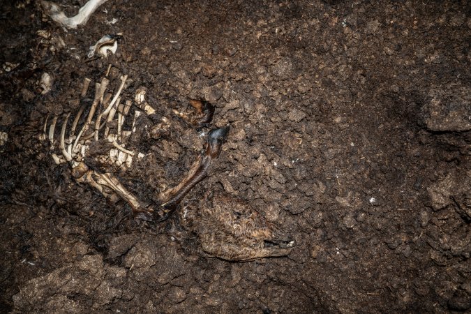 Cows, calves and bones on dead pile at dairy farm