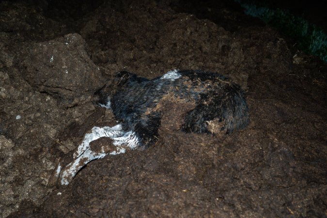 Cows, calves and bones on dead pile at dairy farm