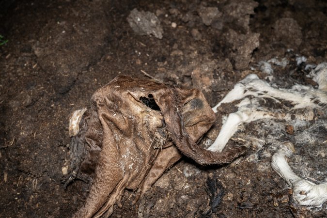 Cows, calves and bones on dead pile at dairy farm