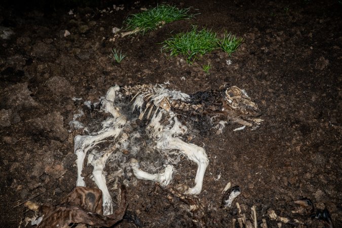 Cows, calves and bones on dead pile at dairy farm