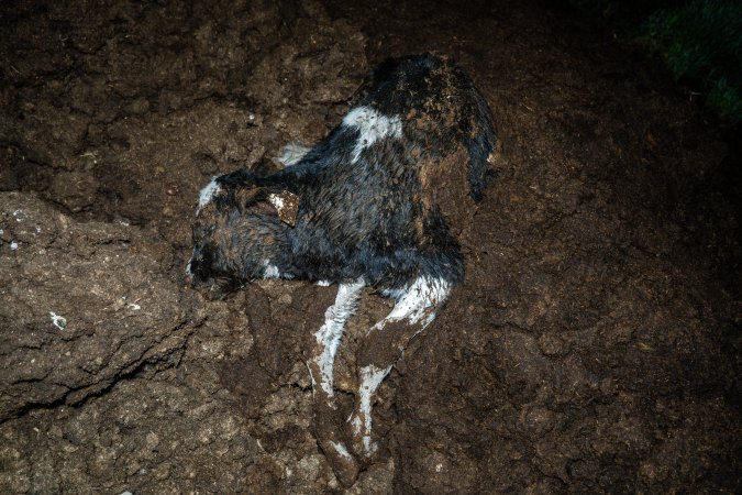 Cows, calves and bones on dead pile at dairy farm