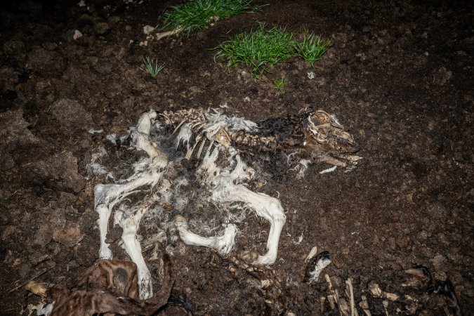 Cows, calves and bones on dead pile at dairy farm
