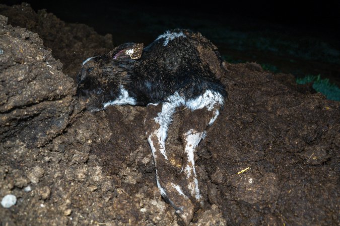Cows, calves and bones on dead pile at dairy farm