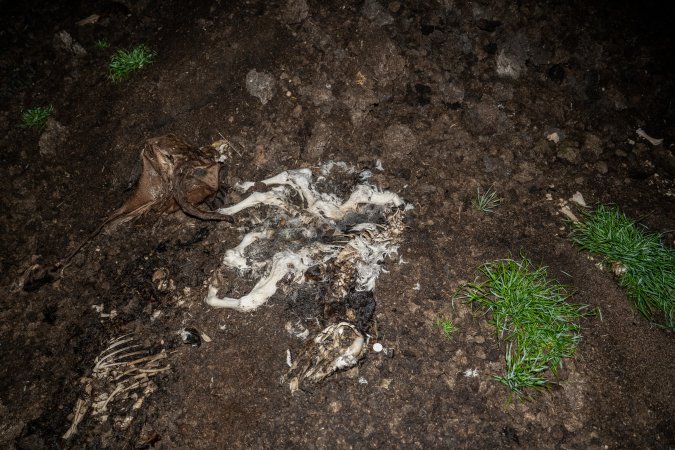 Cows, calves and bones on dead pile at dairy farm