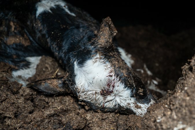 Cows, calves and bones on dead pile at dairy farm