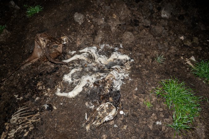 Cows, calves and bones on dead pile at dairy farm