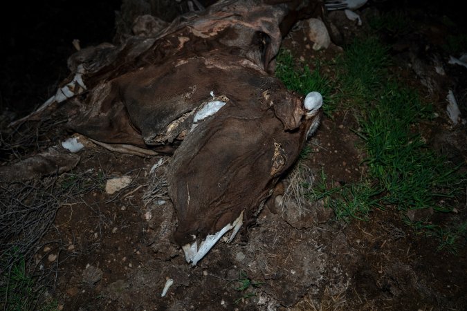 Cows, calves and bones on dead pile at dairy farm