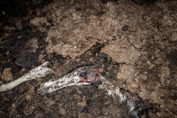 Cows, calves and bones on dead pile at dairy farm