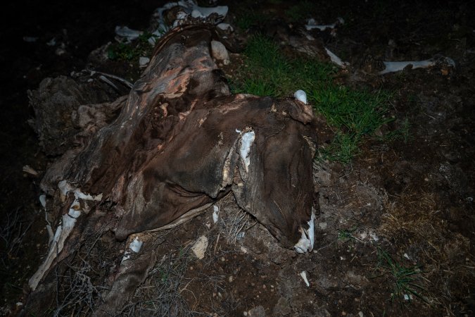 Cows, calves and bones on dead pile at dairy farm