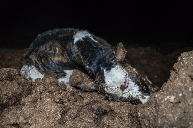 Cows, calves and bones on dead pile at dairy farm