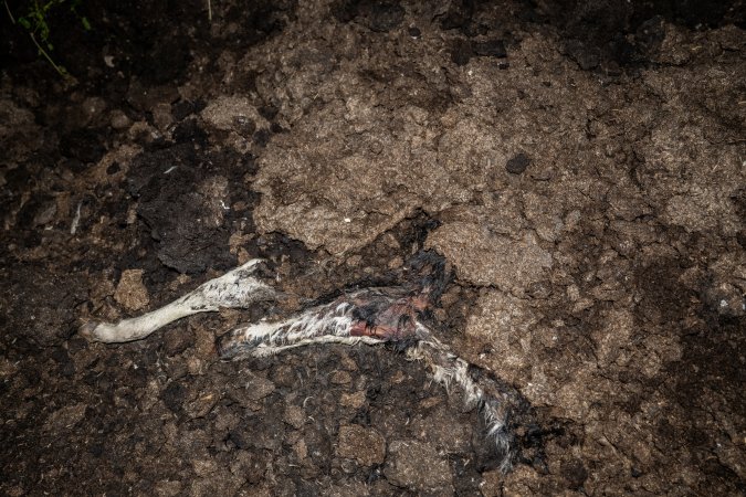 Cows, calves and bones on dead pile at dairy farm