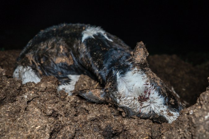 Cows, calves and bones on dead pile at dairy farm