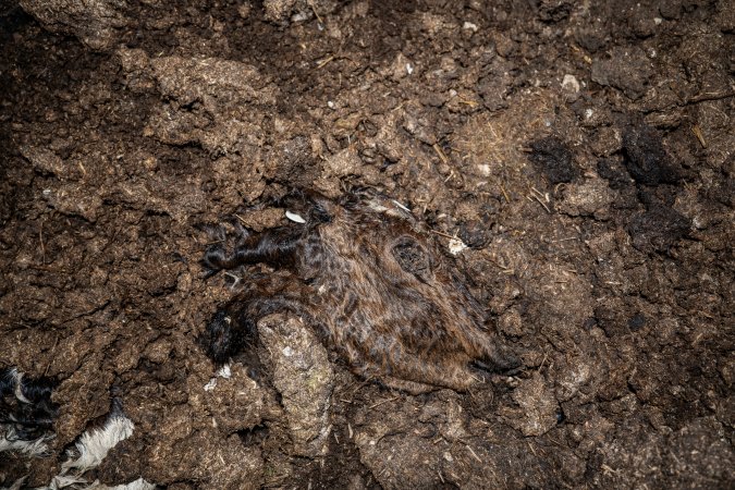 Cows, calves and bones on dead pile at dairy farm