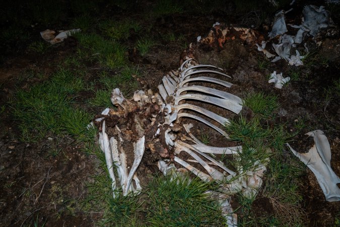 Cows, calves and bones on dead pile at dairy farm